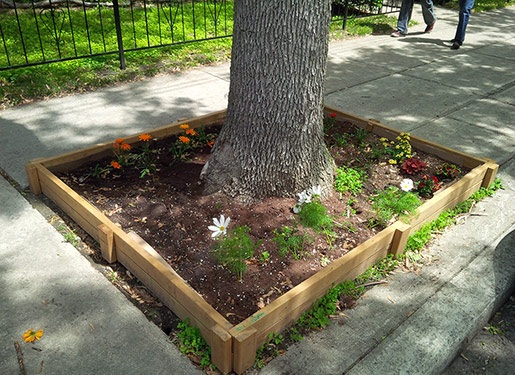 image of a sidewalk tree square with flowers planted around it